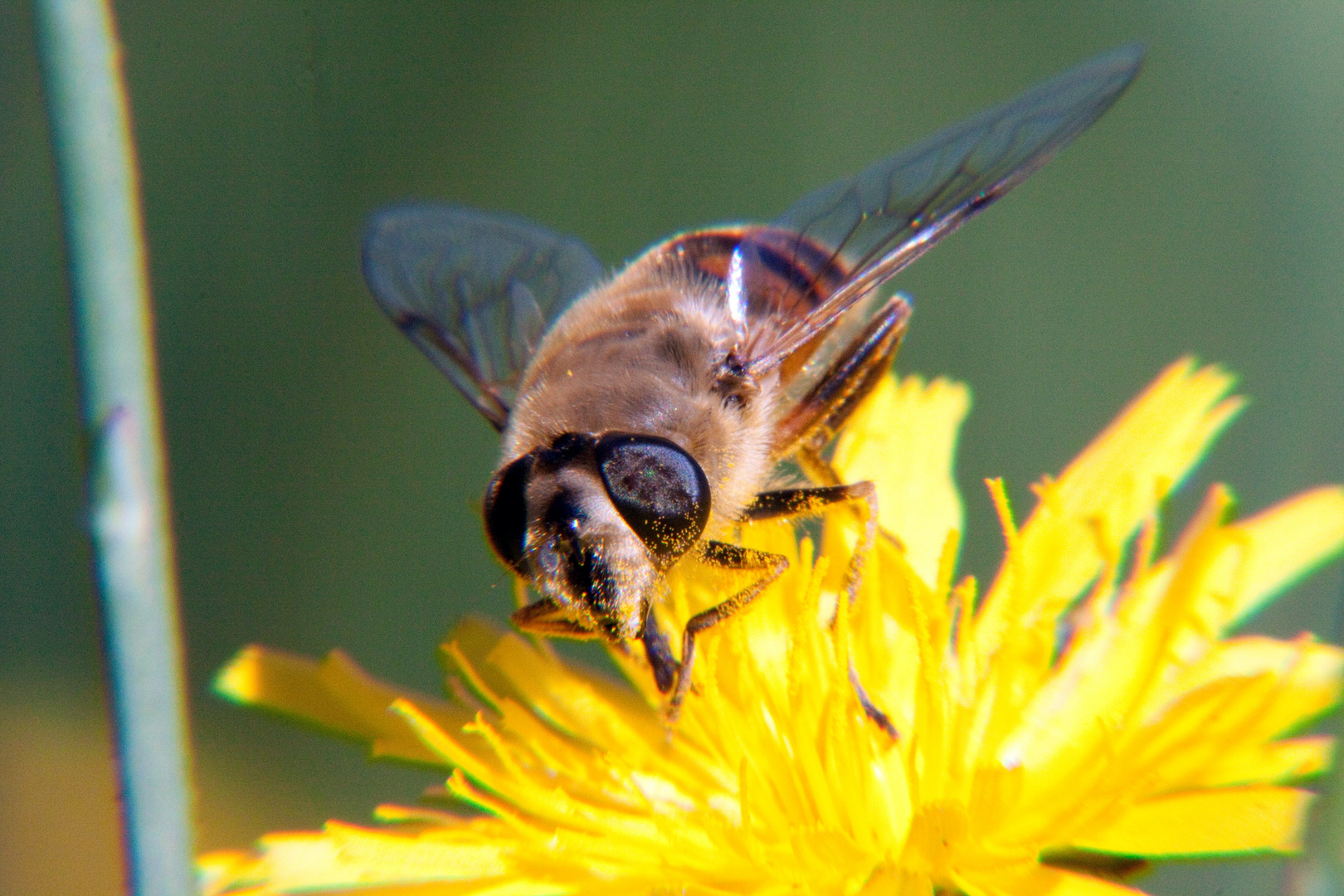 Makro Foto Bild pflanzen pilze flechten bl ten Makro Foto Bild pflanzen pilze flechten bl ten