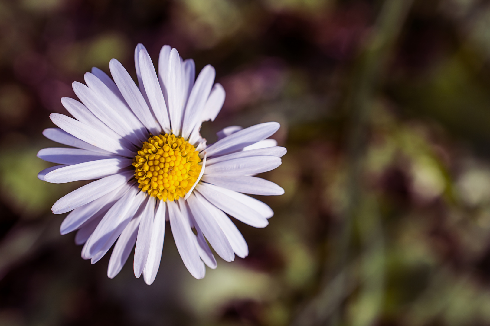 Makro Foto Bild Natur Makros Natur Kreativ Aufnahmetechniken Bilder Auf Fotocommunity