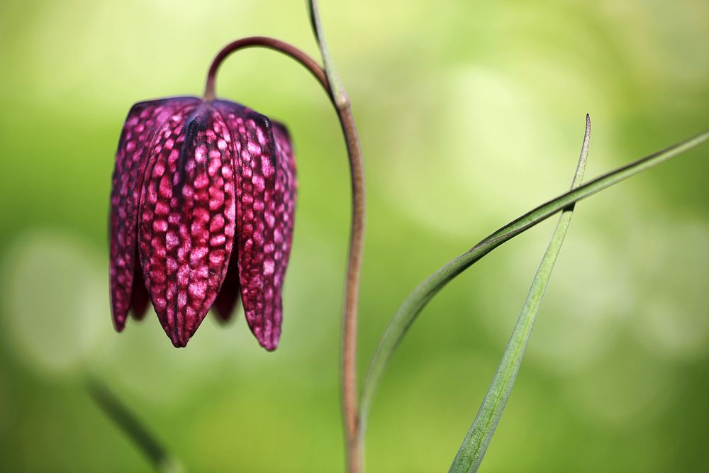 Makro von Madlen Duderstedt 