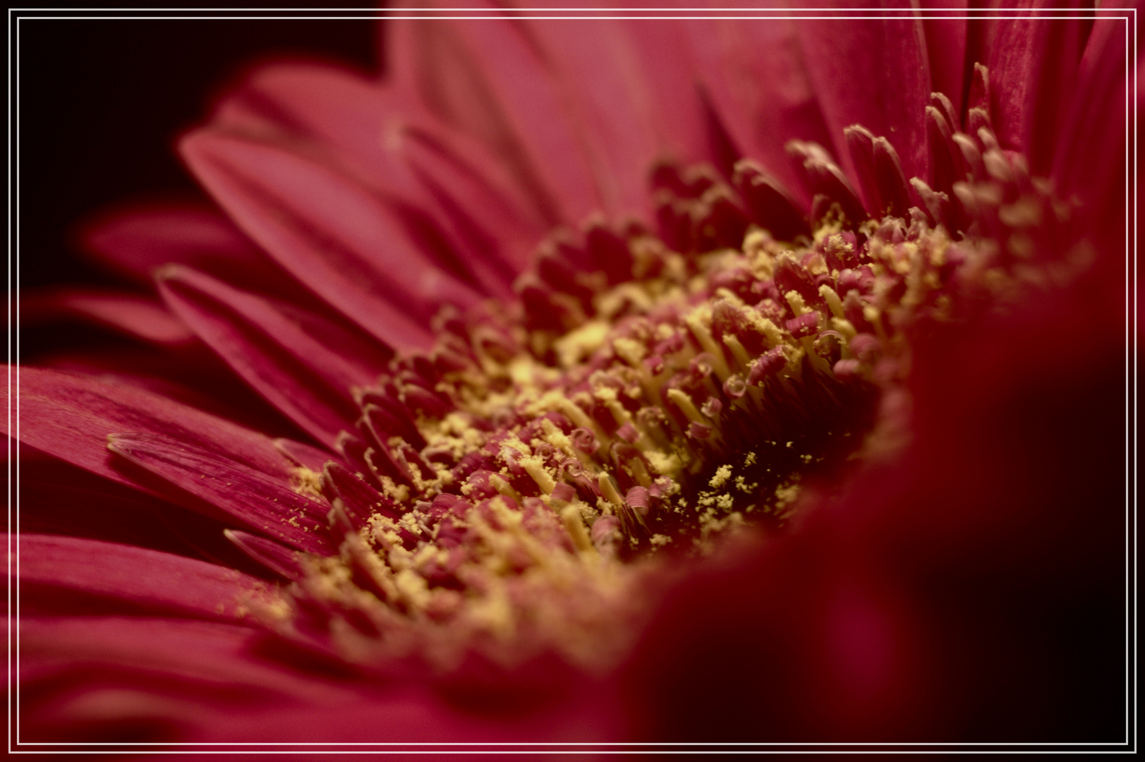 Makro Foto Bild Canon Flower Photography Bilder Auf Fotocommunity