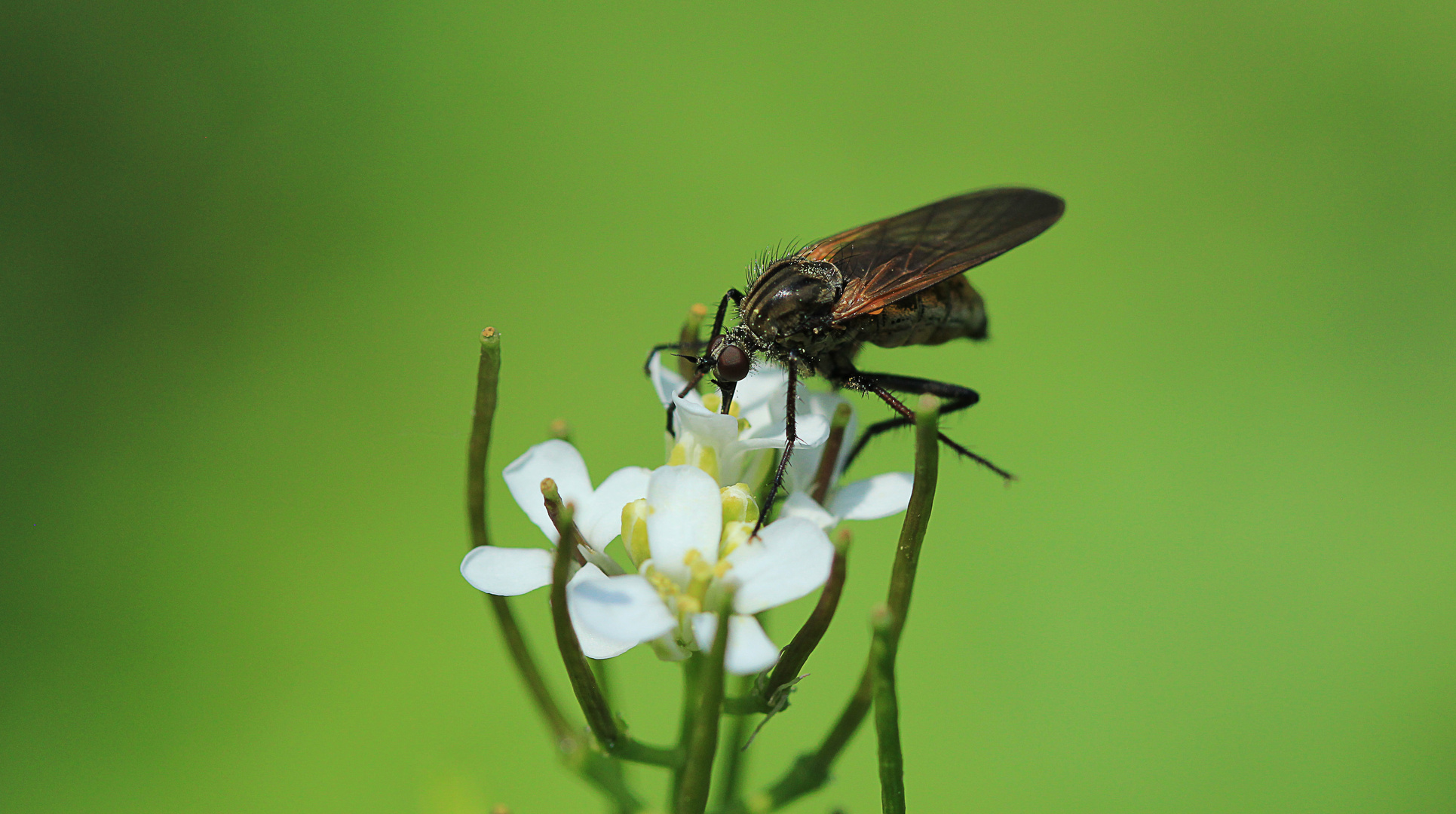 Makro Foto Bild Tiere Natur Bilder Auf Fotocommunity