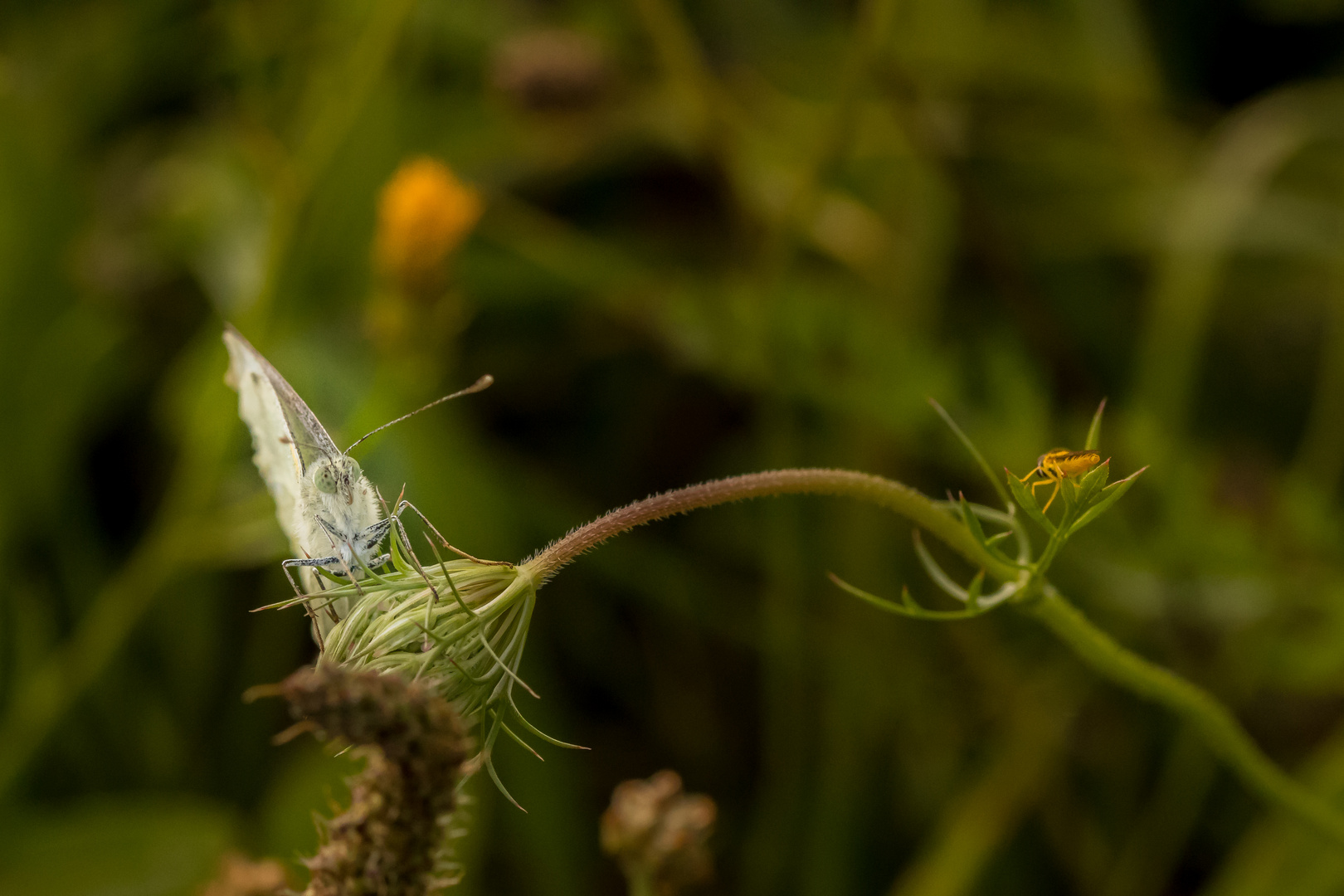 Makro Foto Bild Tiere Wildlife Schmetterlinge Bilder Auf Fotocommunity