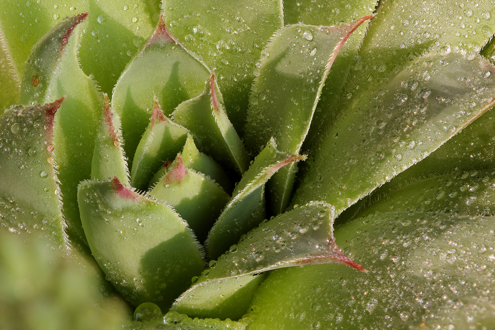 Makro Foto Bild pflanzen pilze flechten kakteen Makro Foto Bild pflanzen pilze flechten kakteen