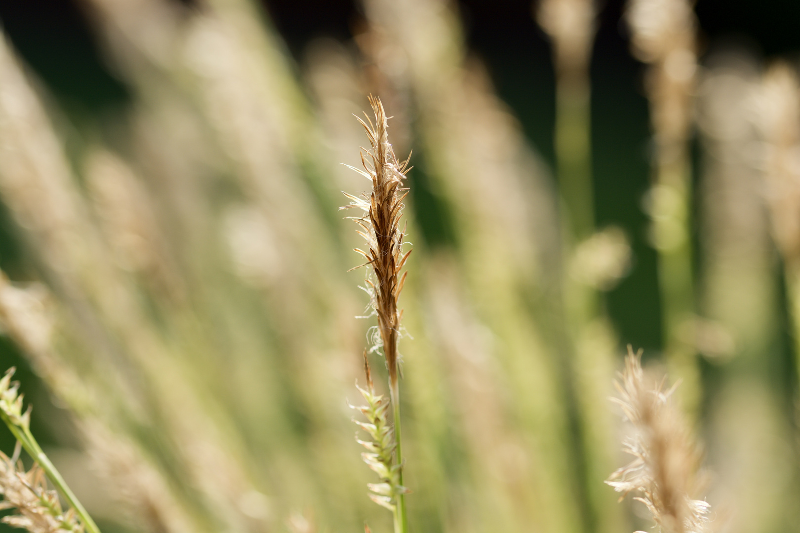 Makro Foto Bild Pflanzen Pilze Flechten Graser Makro Bilder Auf Fotocommunity