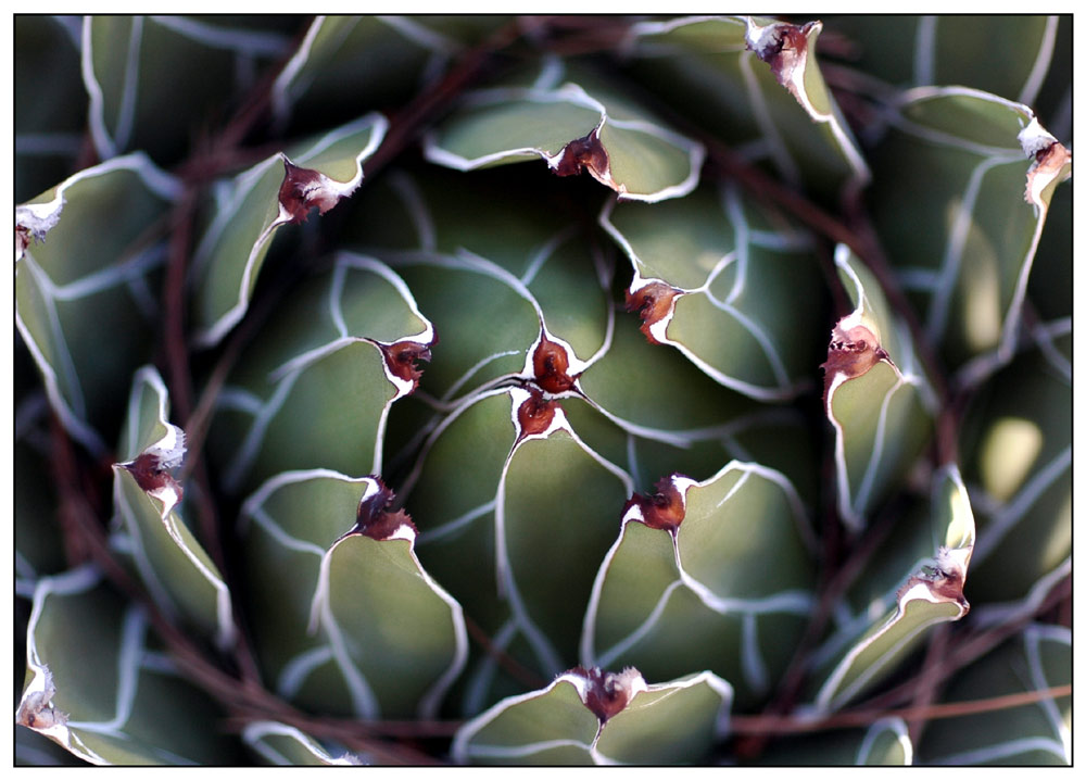 Makro-Agave victoria reginae (grösser)