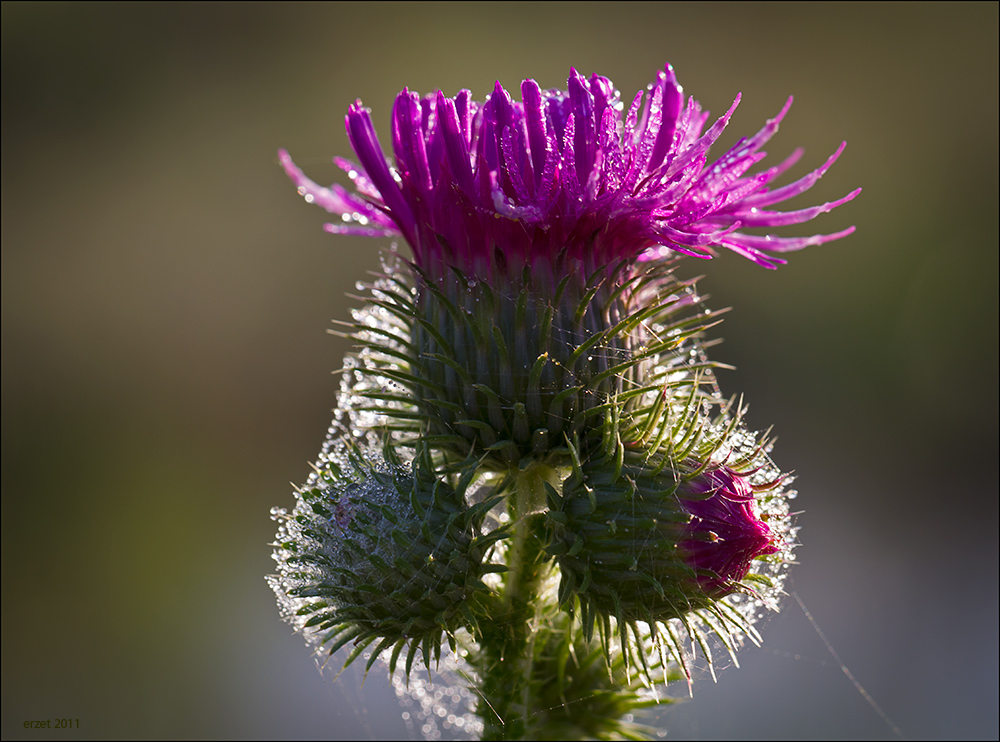 Makro am Morgen...