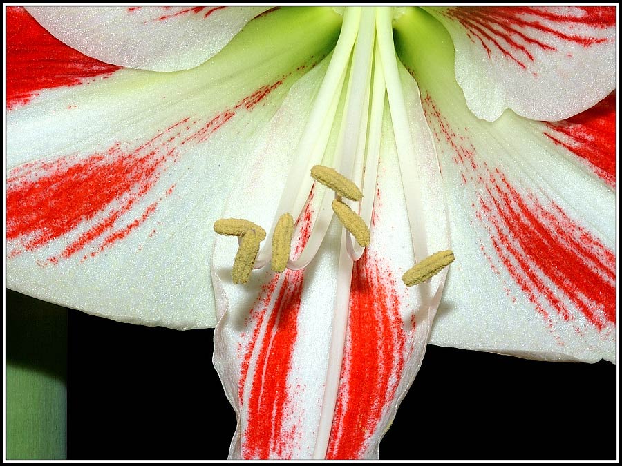 Makro Amaryllus_Amaryllis Hippeastrum