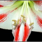 Makro Amaryllus_Amaryllis Hippeastrum