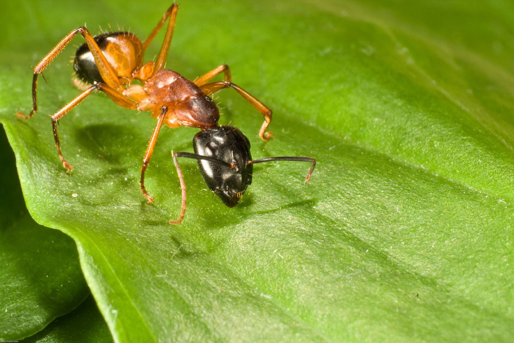 Makro - Ameise, Manica rubida