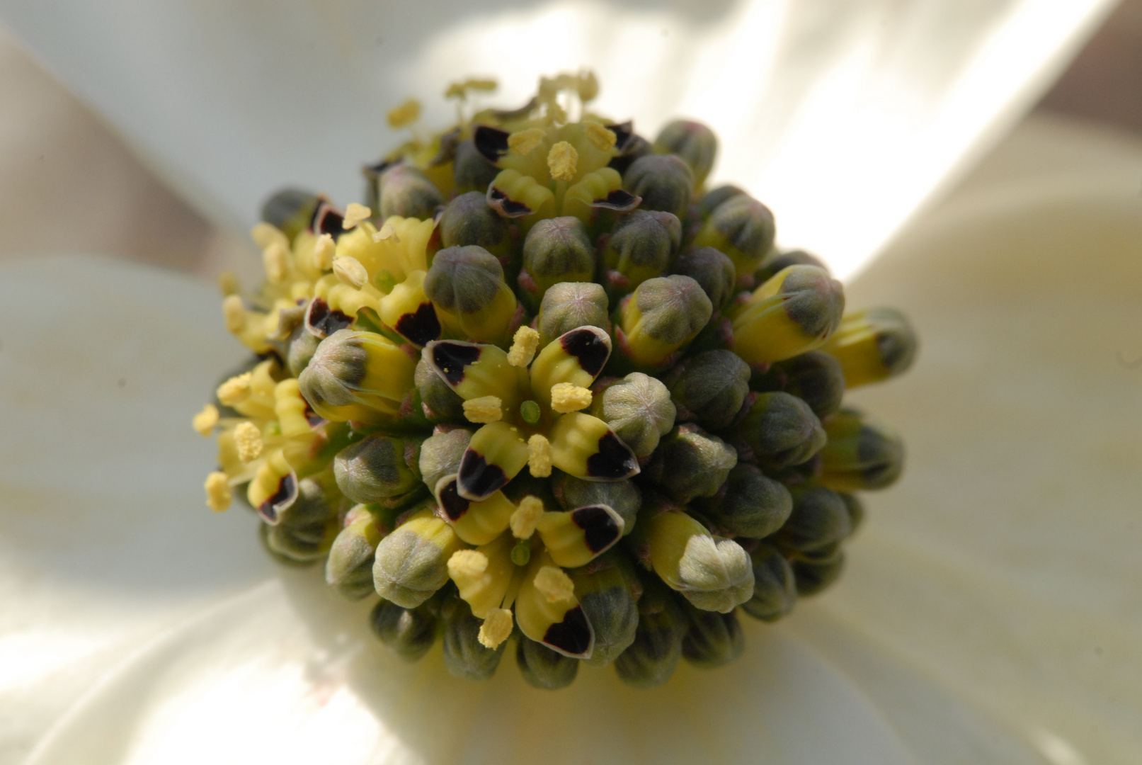 Makro - Amerikanischer Blumenhartriegel