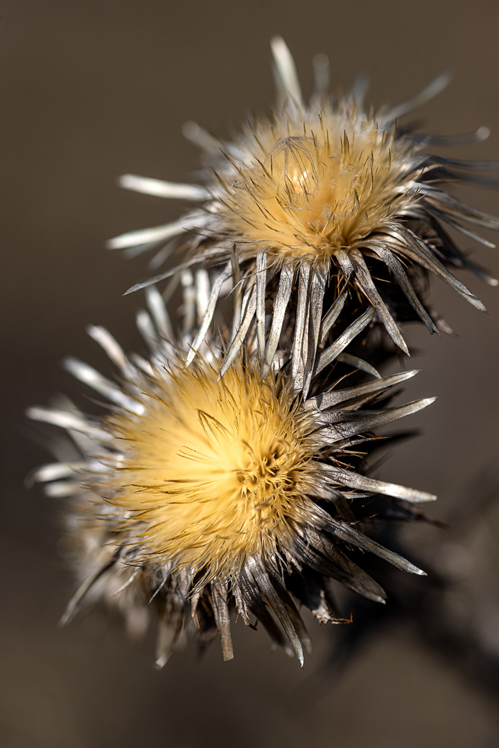 Makro auf der Perchtoldsdorfer Heide 