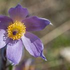 Makro auf der Perchtoldsdorfer Heide 