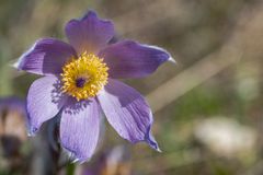 Makro auf der Perchtoldsdorfer Heide 