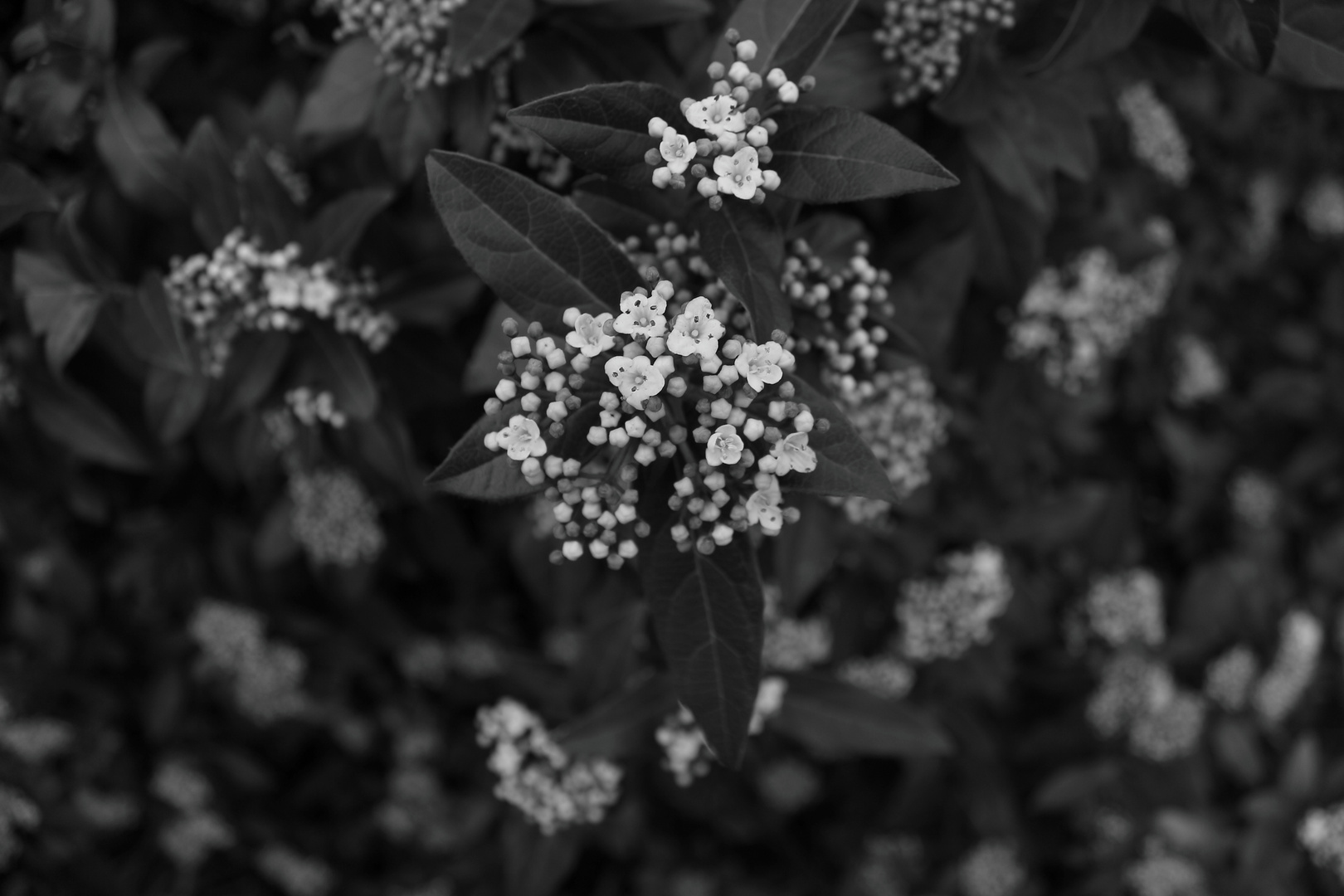 Makro Aufnahme Blume Schwarz Weiss