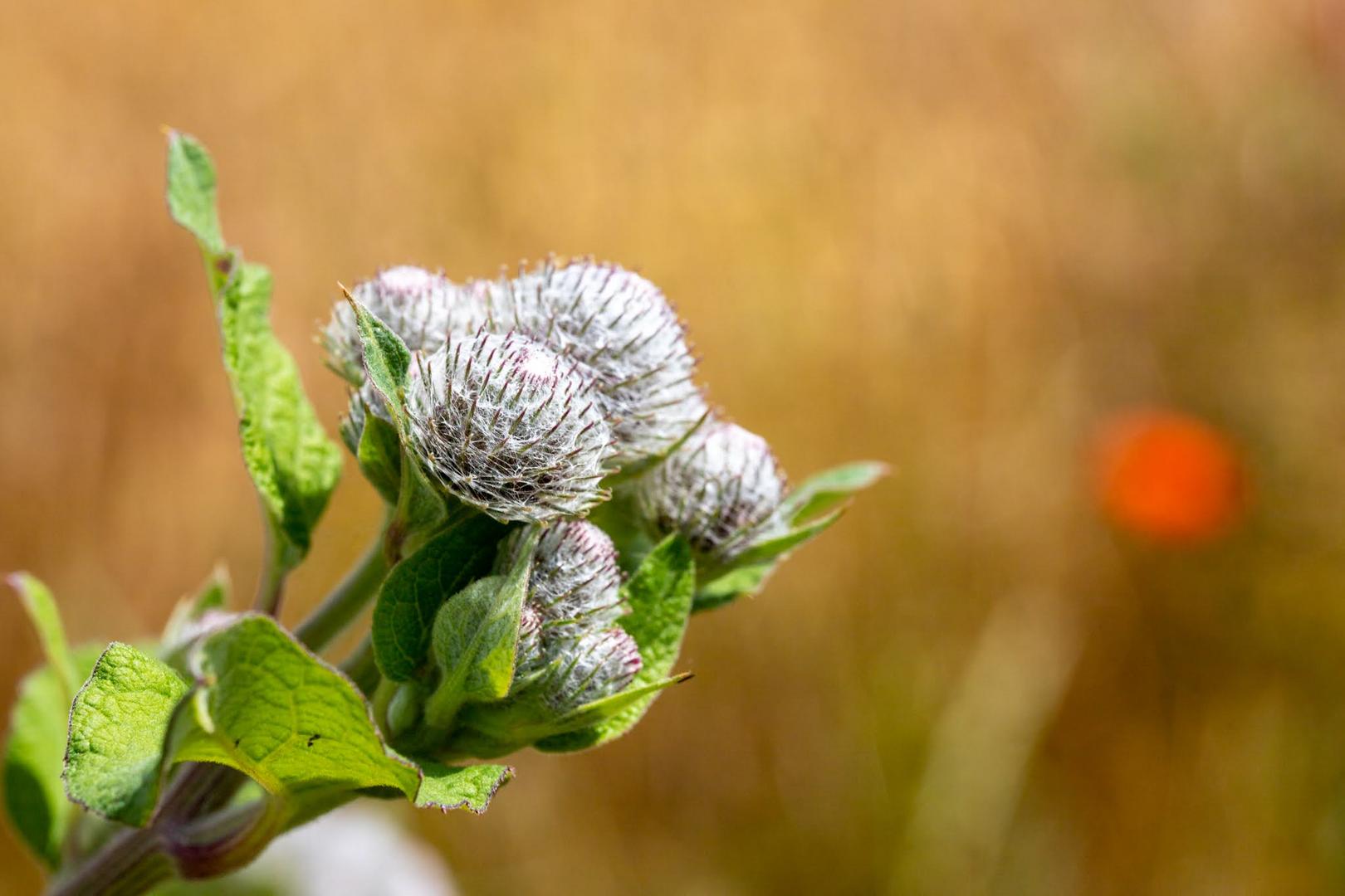 Makro Aufnahme einer Spinnenklette und unscharfe Mohnblüte