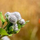 Makro Aufnahme einer Spinnenklette und unscharfe Mohnblüte