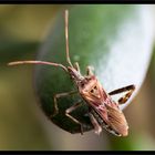 Makro-Aufnahme eines Besuchers