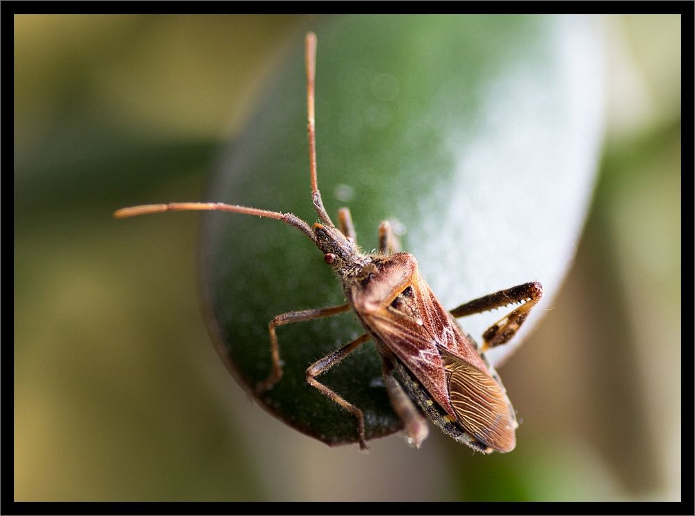 Makro-Aufnahme eines Besuchers