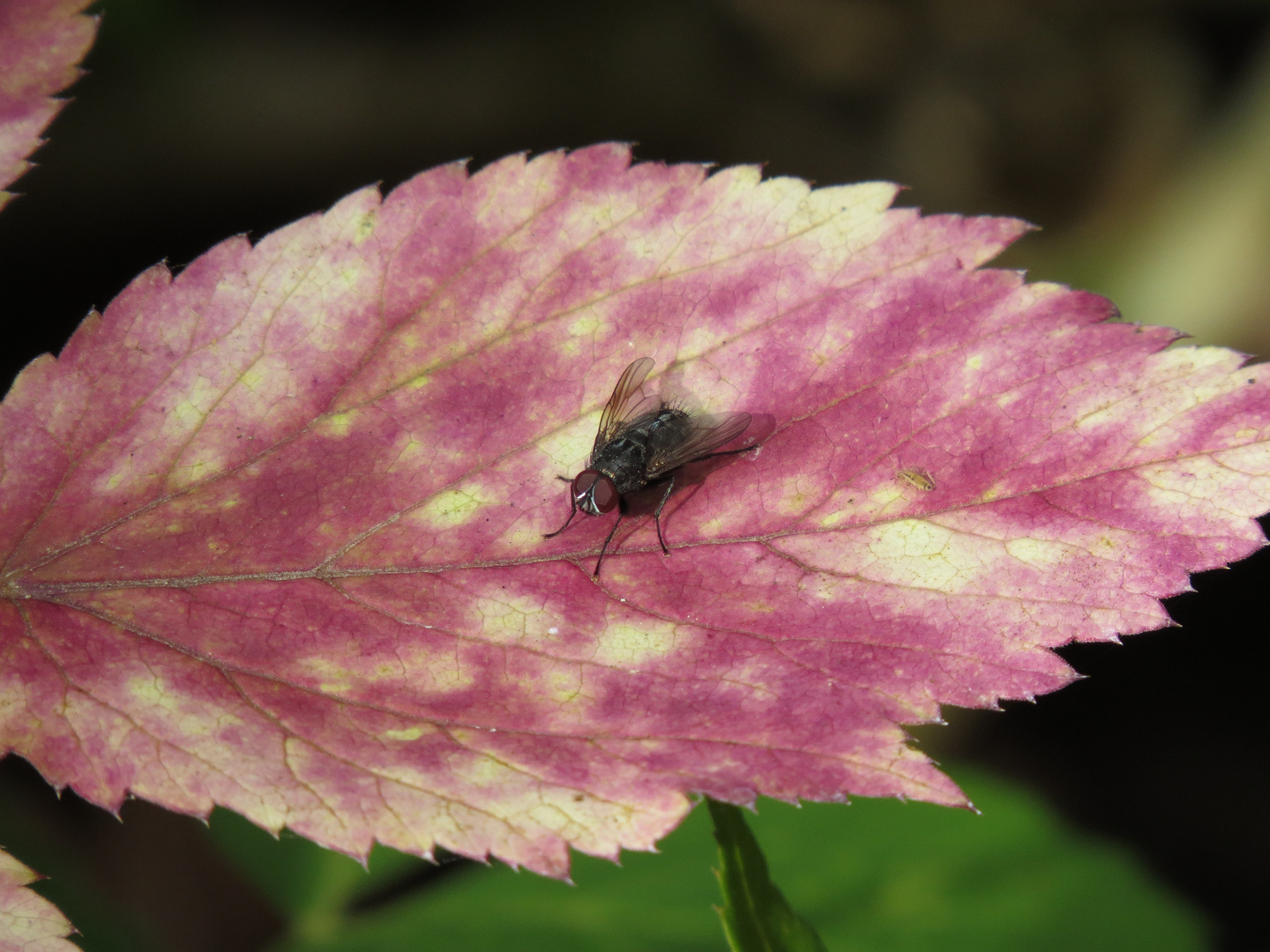 Makro Aufnahme Fliege auf einem Blatt