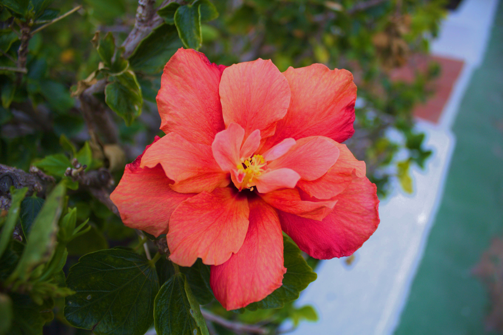 Makro Aufnahme Hibiskus