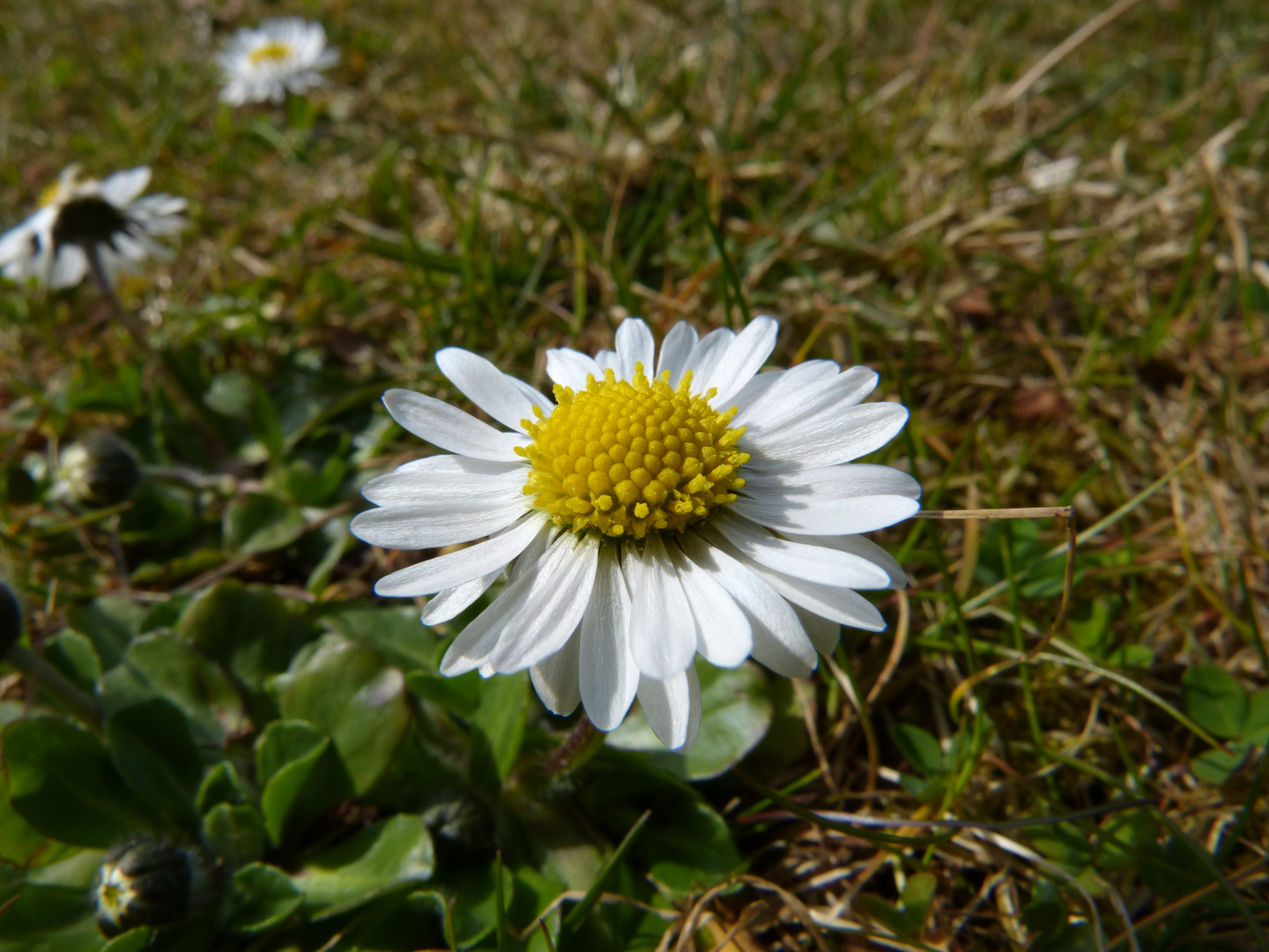 Makro Aufnahme von einem Gänseblümchen