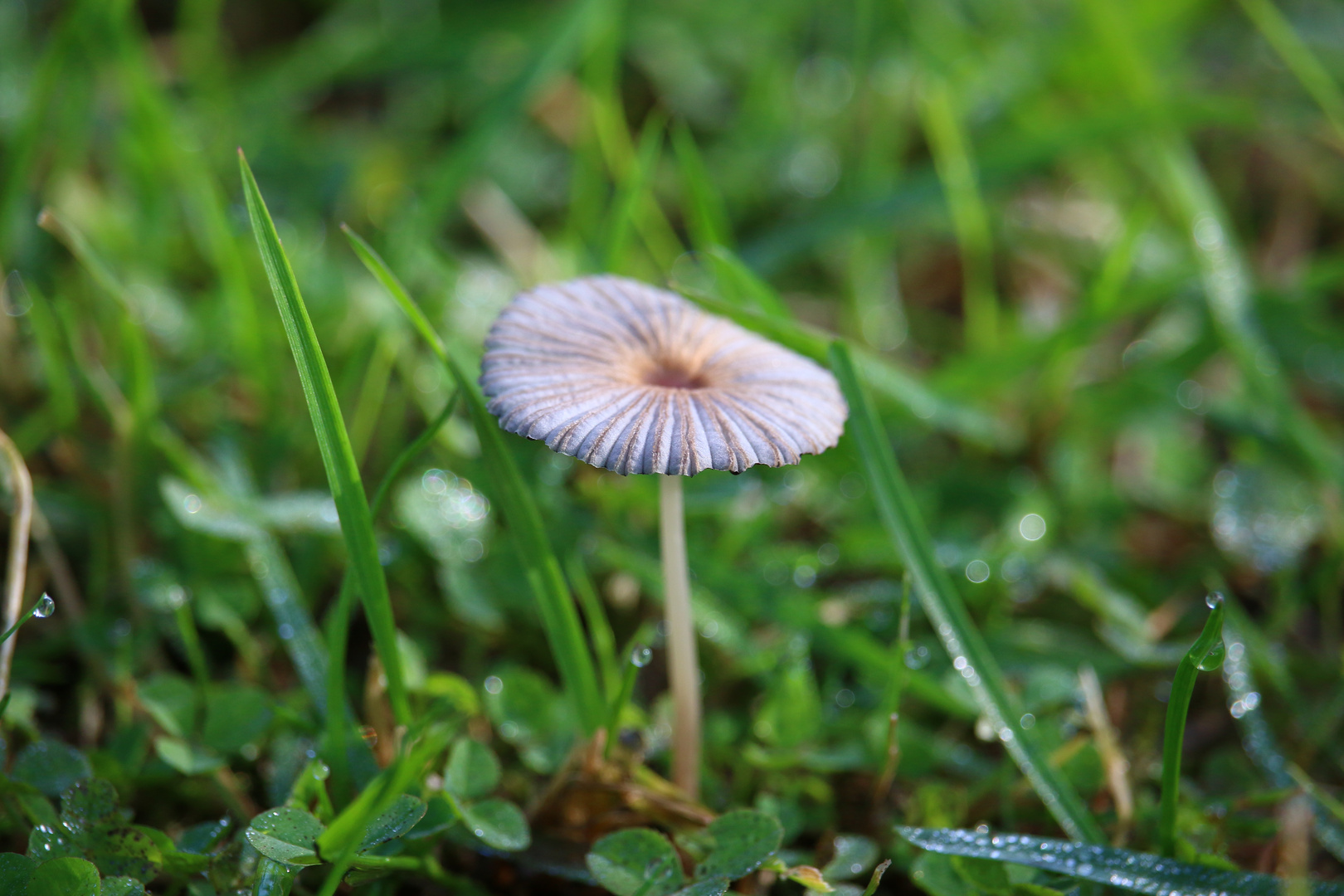 Makro-Aufnahme von unbekanntem Pilz