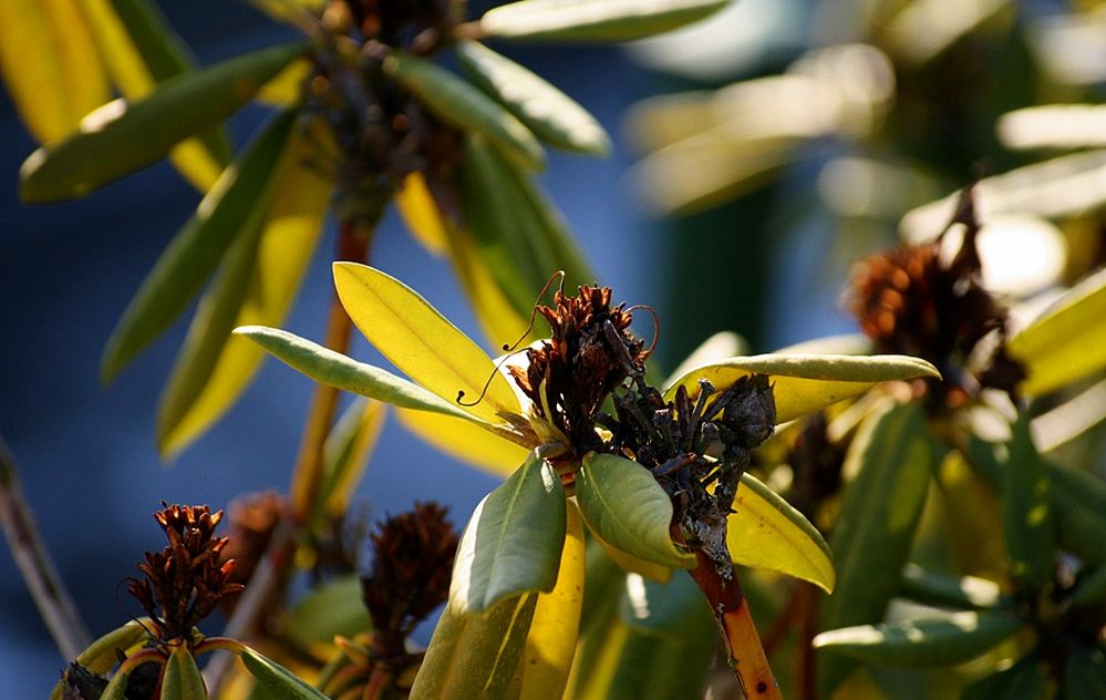 Makro aufnahmen bei frost von Thierry Bury 