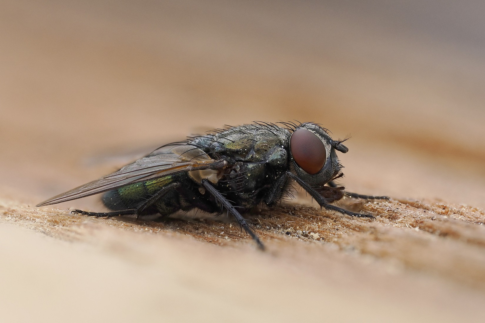 Makro aus 10 Aufnahmen einer Fliege