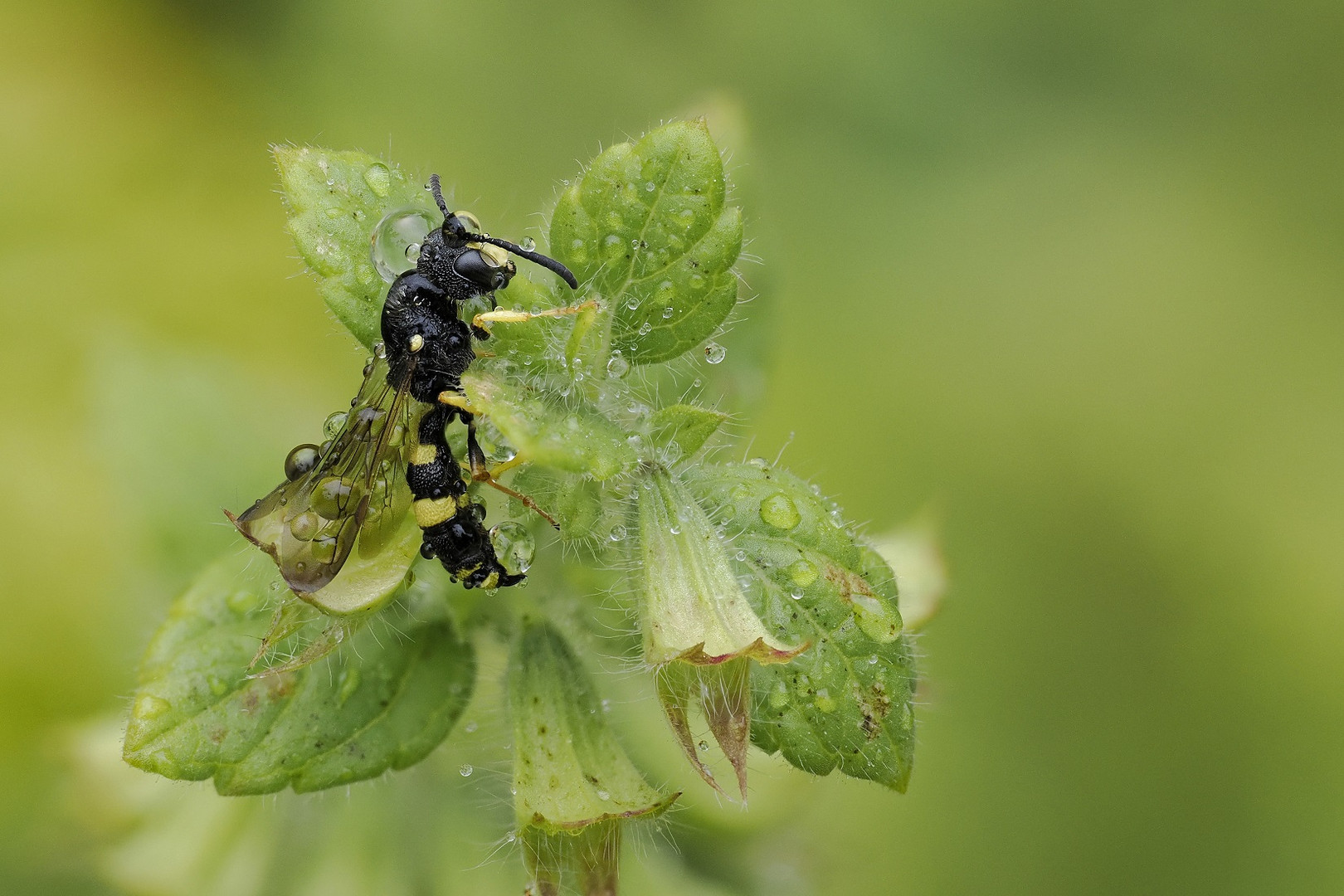 Makro aus 10 Aufnahmen einer kleinen schlafenden Wildbiene im Regen