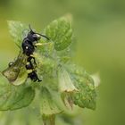 Makro aus 10 Aufnahmen einer kleinen schlafenden Wildbiene im Regen