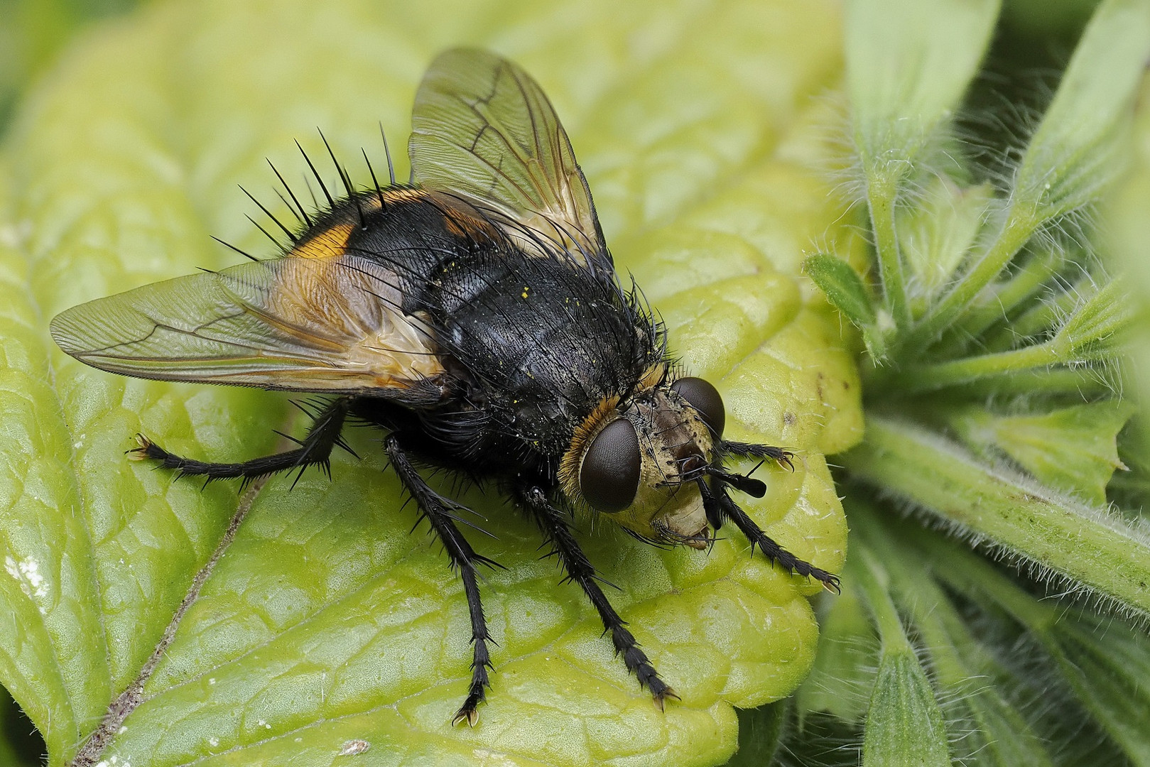 Makro aus 10 Aufnahmen frei Hand von einer großen Igelfliege