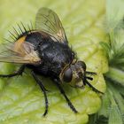 Makro aus 10 Aufnahmen frei Hand von einer großen Igelfliege