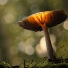 Makro aus 10 Aufnahmen von einem Pilz