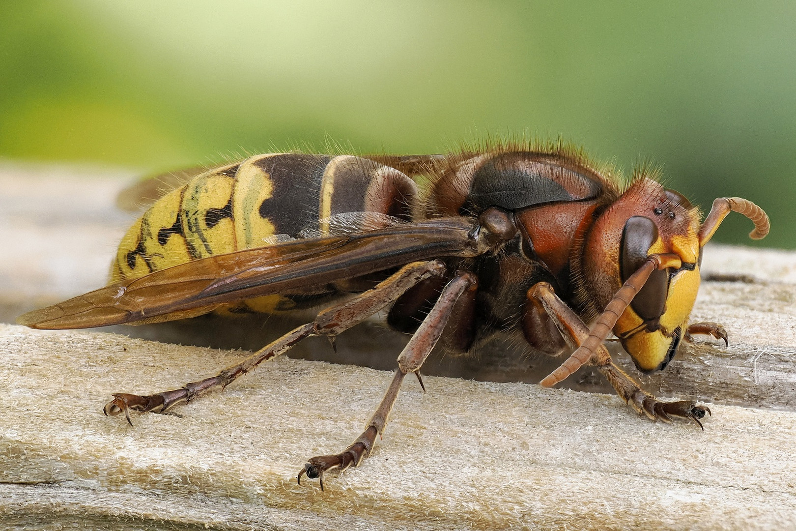 Makro aus 10 Aufnahmen von einer Hornisse