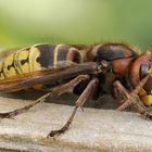 Makro aus 10 Aufnahmen von einer Hornisse