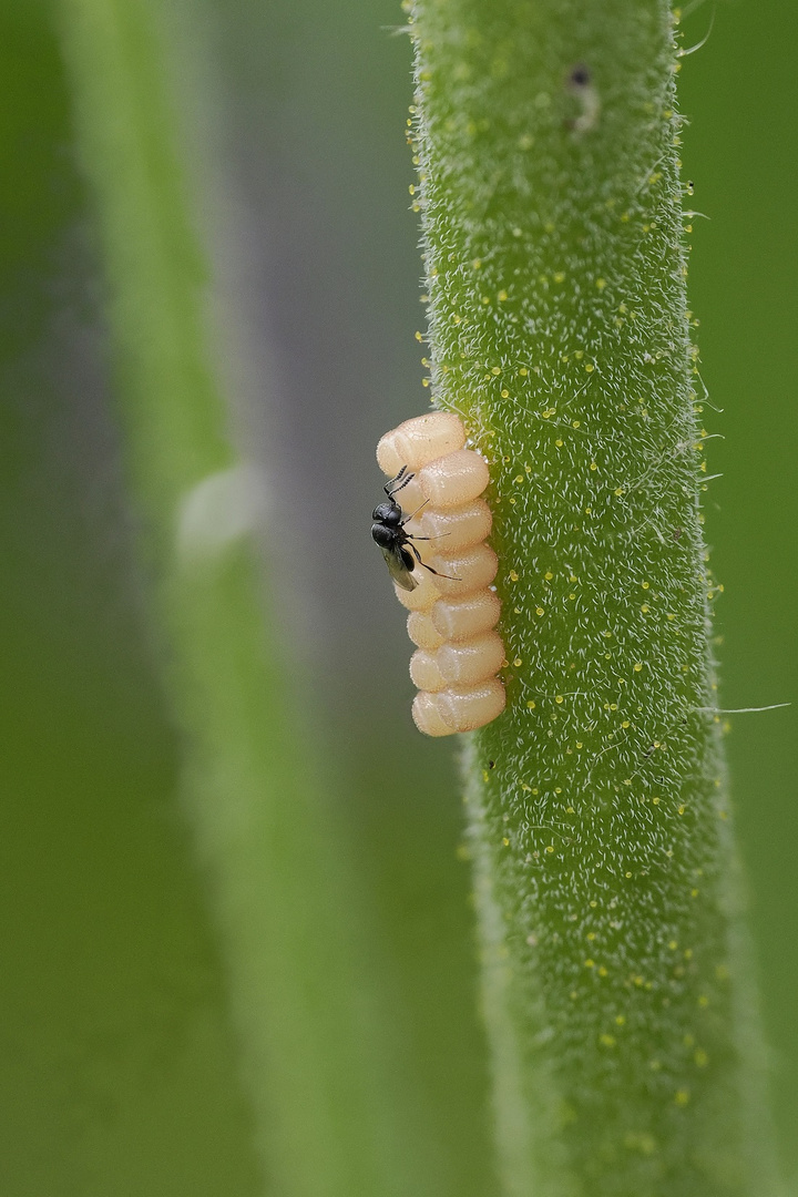 Makro aus 10 Bildern von Wanzeneiern