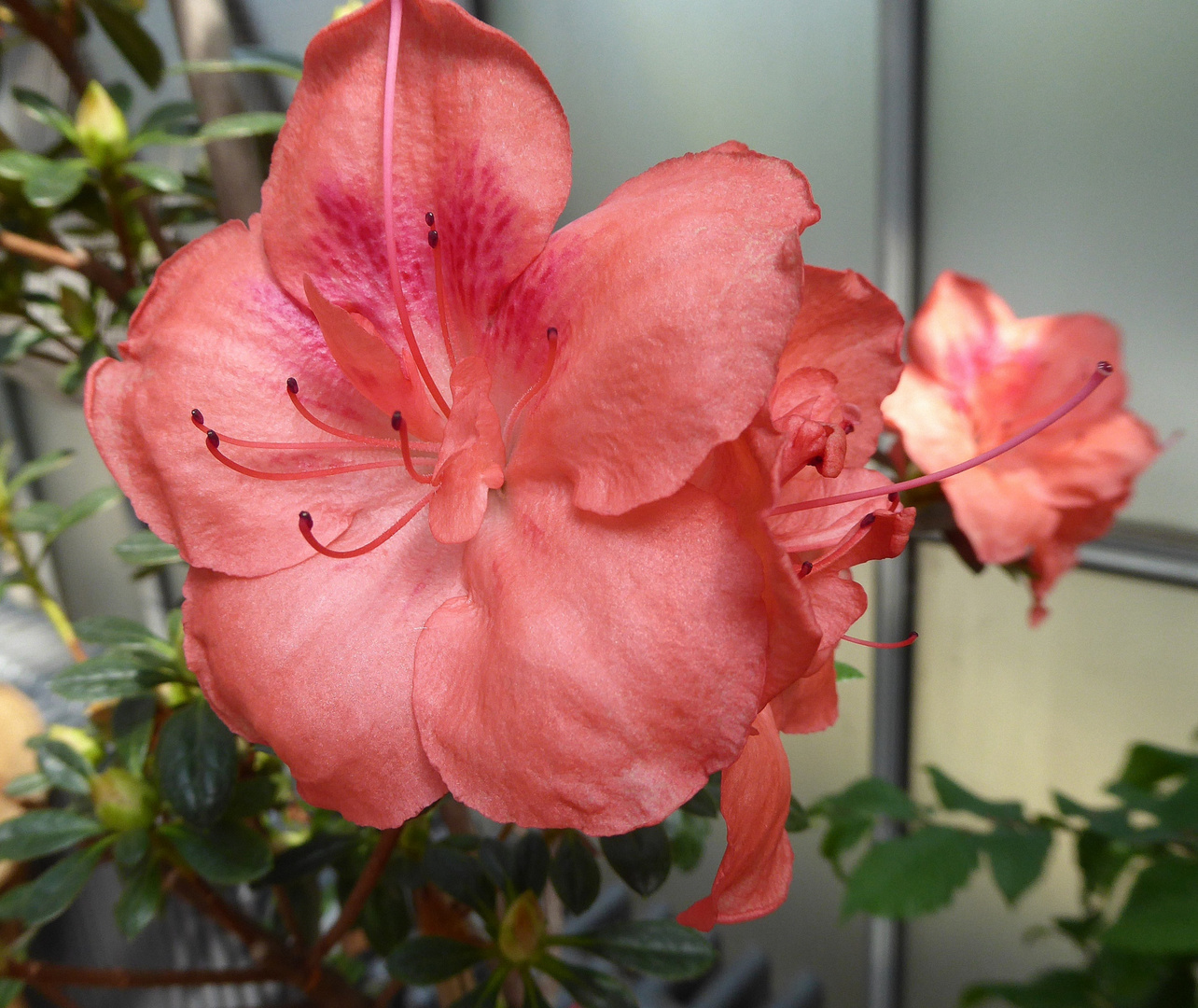 Makro Azaleeblüte, lachsfarben