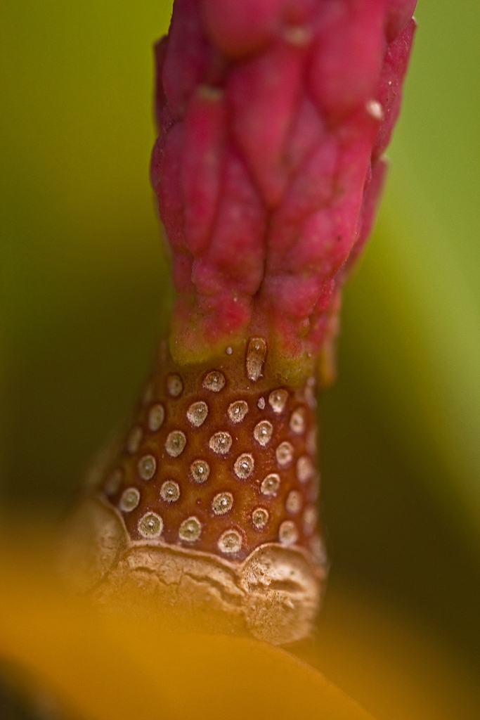 Makro Balgfrucht Magnolie