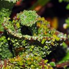 Makro-Becherflechte (Art: Cladonia) ausgestellt in der Natur!