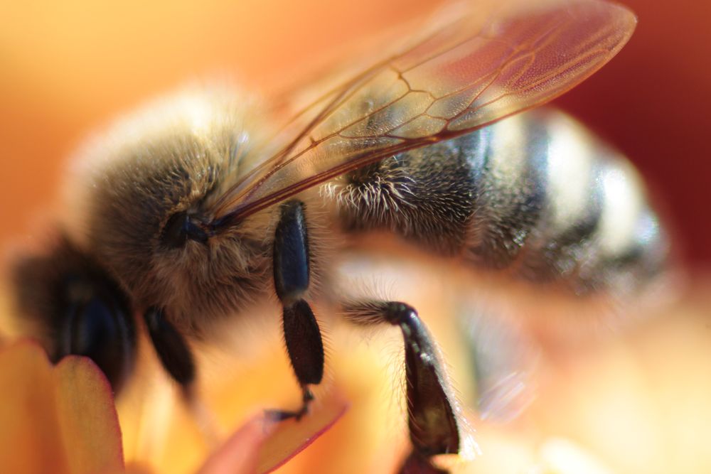 makro Bienchen