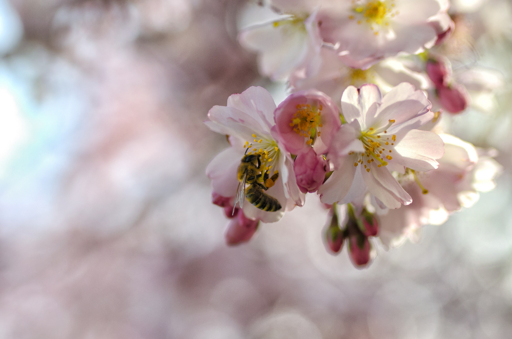 Makro Biene Frühling 