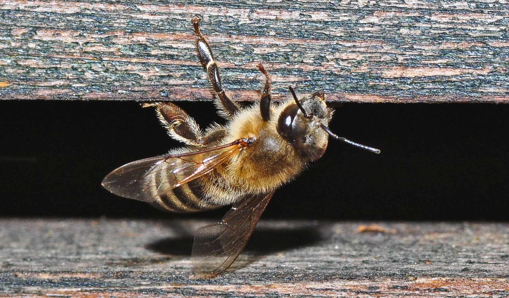 Makro Bienenversuch