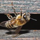Makro Bienenversuch