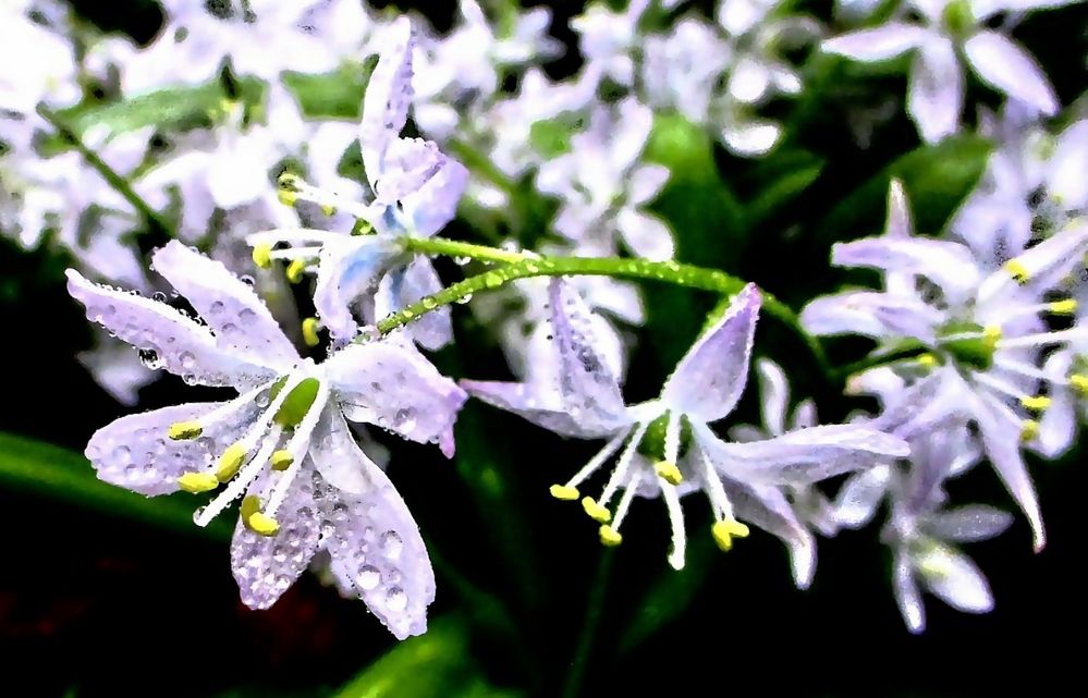 Makro blauweiße Blüte mit Wassertropfen