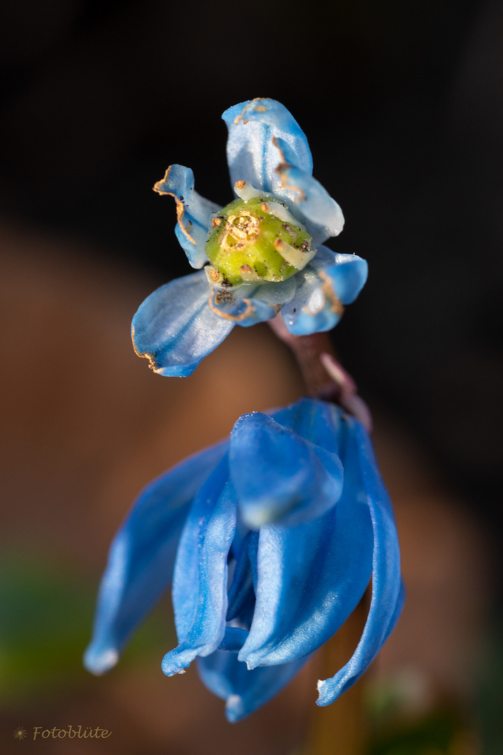 Makro-Blümchen