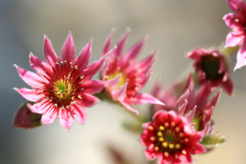 Makro Blüte