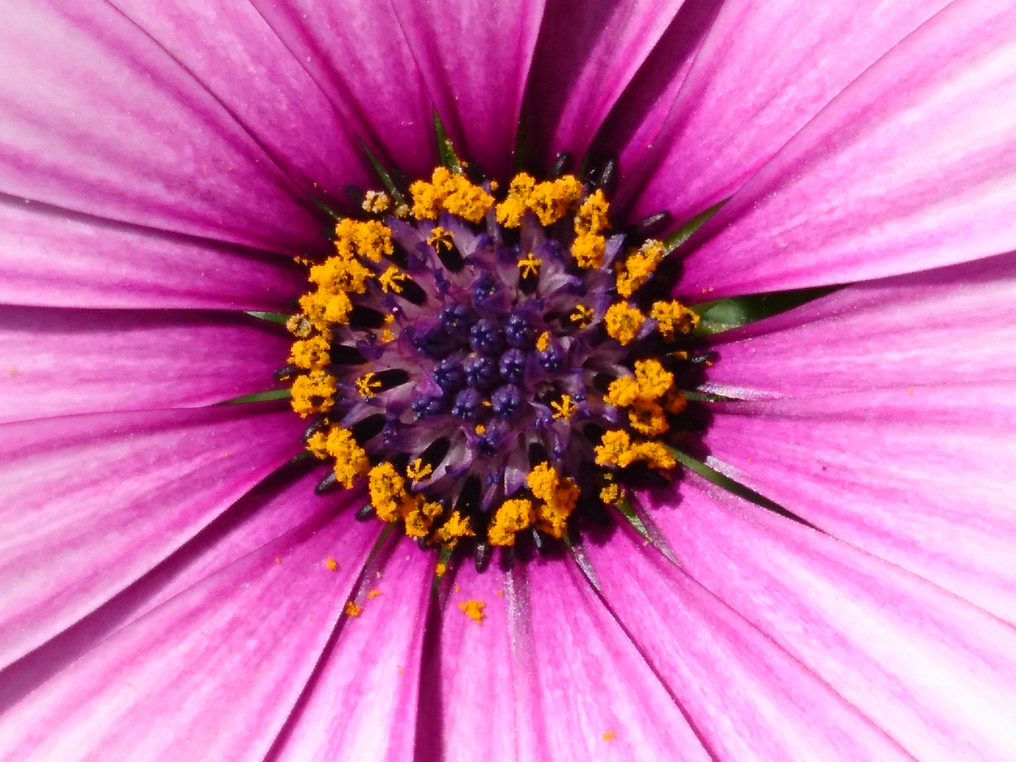 Makro Blüte