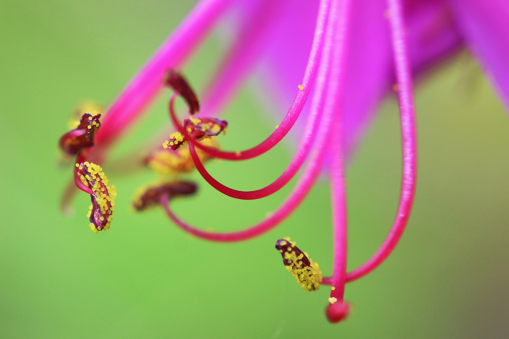 Makro Blüte