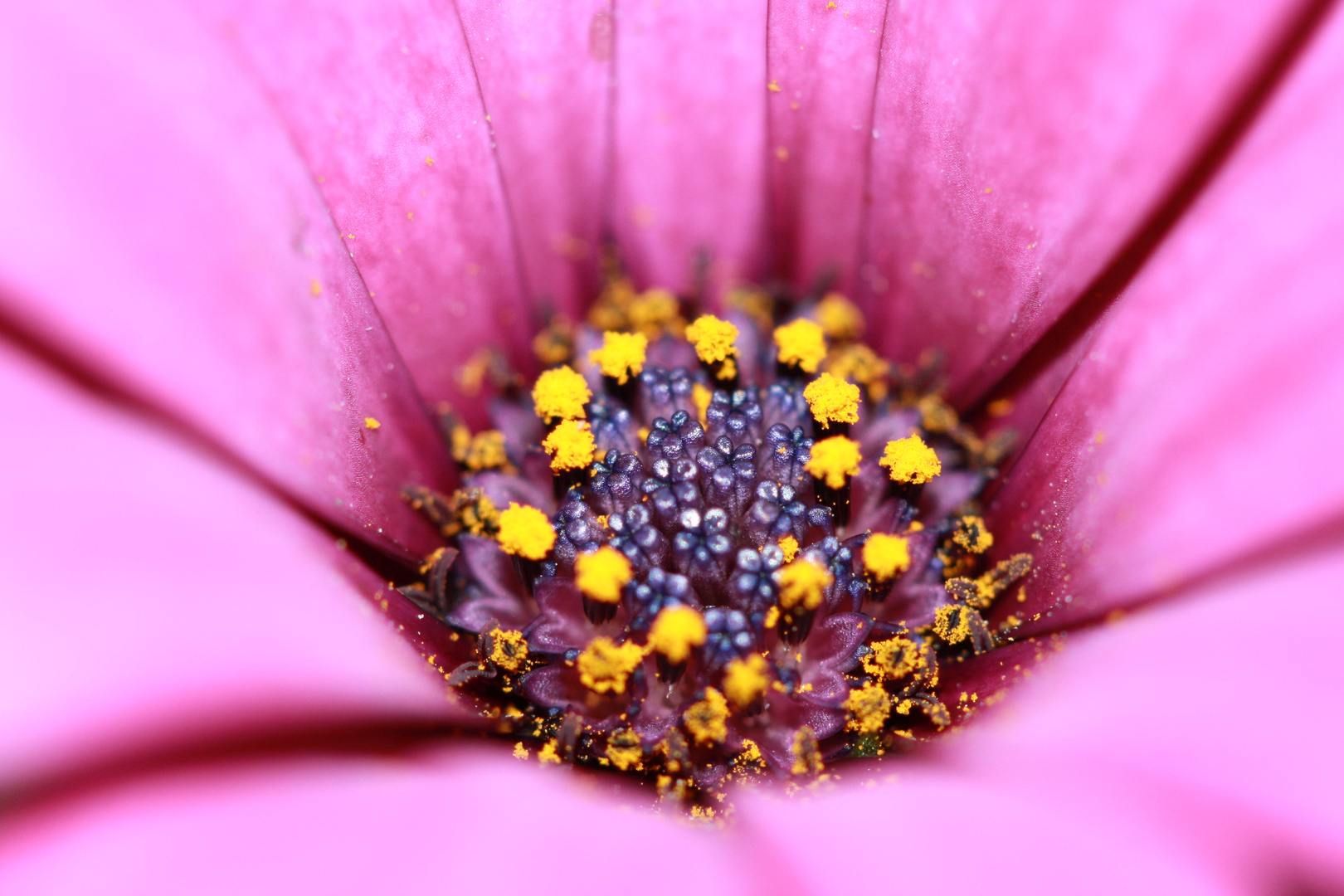 makro blüte