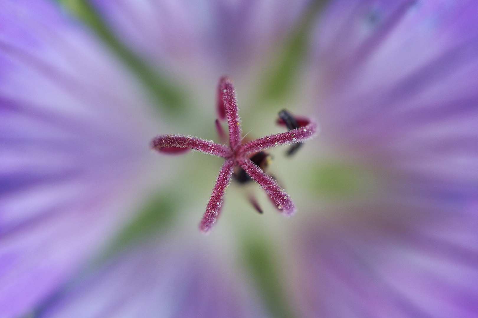 Makro Blüte I